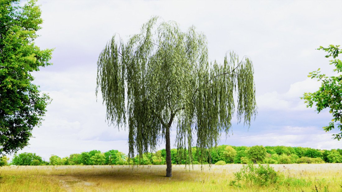 /data/product/53_salix Tree/1.jpg
